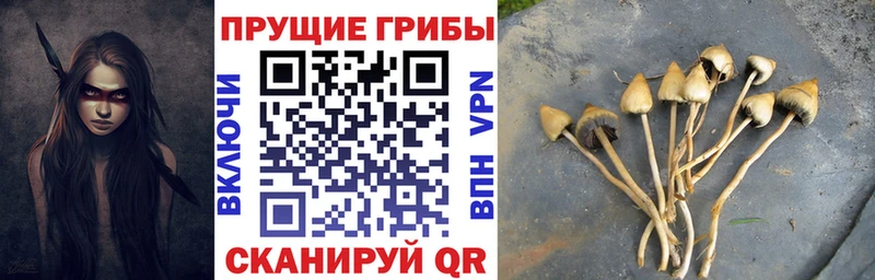Галлюциногенные грибы Psilocybe  Купить  Нижняя Тура 